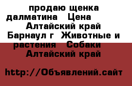 продаю щенка далматина › Цена ­ 2 500 - Алтайский край, Барнаул г. Животные и растения » Собаки   . Алтайский край